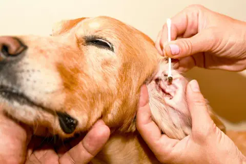 Pulizia delle orecchie di un cane per curare la rogna acari. Un cane dorato con un cotton fioc nell'orecchio.