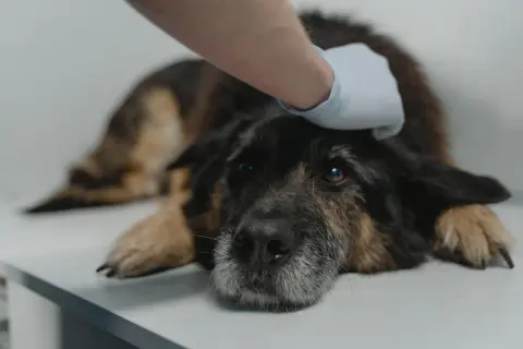 Weterynarz głaszcze psa z objawami dysplazji.