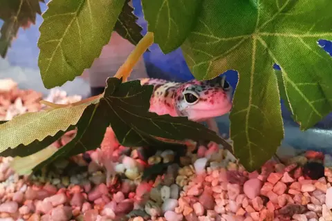 Jakie wymiary terrarium dla gekona lamparciego zapewnią mu zdrowie?