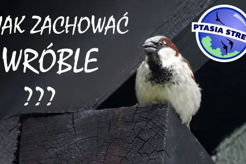 Gdzie zimują wróble? Poznaj sekrety przetrwania i jak pomóc!