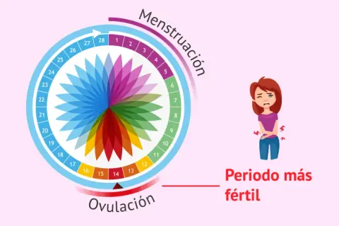 Ciclo menstrual con ovulación marcada. Una mujer se queja de dolor, quizás por el dolor ovulación.