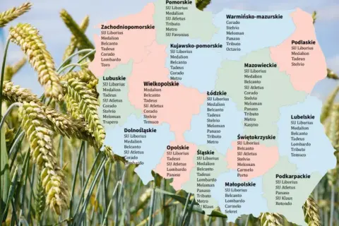 Pszenżyto na słabe gleby: Jak wybrać odmiany i zmaksymalizować plon?