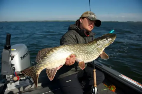 Fischerin hält stolz einen großen Hecht mit Kiemengriff. Das Raubfisch-Motiv zeigt die Freude am Angelerfolg auf dem Wasser.