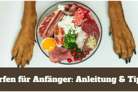 Barf für Hunde: Eine Schüssel mit rohem Fleisch, Gemüse, Eiern und Beeren, flankiert von Hundepfoten.