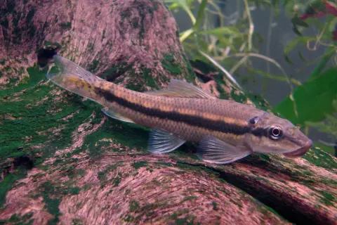 Un poisson mangeur d'algues filamenteuses, avec une bande sombre sur le flanc, se repose sur une branche recouverte de mousse verte.