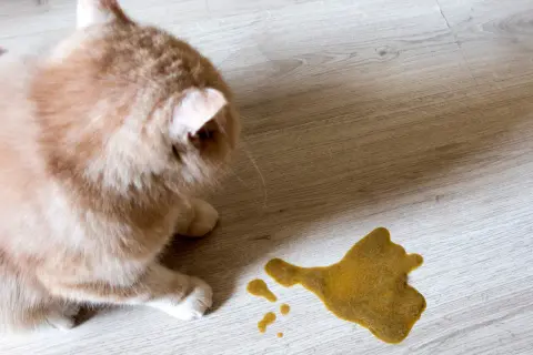 Puszysty kotek patrzy na żółtą plamę na podłodze, która wygląda jak **cestal**.