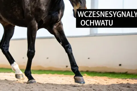 Czarne nogi konia w ruchu, z białymi odmianami na jednej z przednich nóg. Tekst informuje o wczesnych sygnałach ochwatu u konia.
