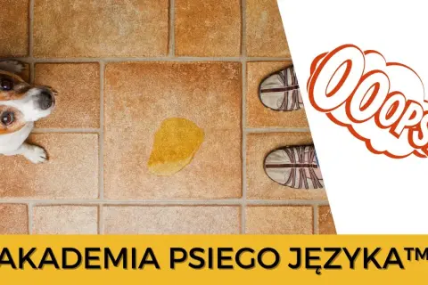 Szczeniak sika co 10 minut? Poznaj przyczyny i skuteczne porady.