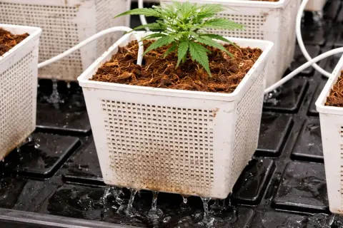 Piantina in vaso con substrato di cocco, acqua che gocciola da un sistema idroponico.
