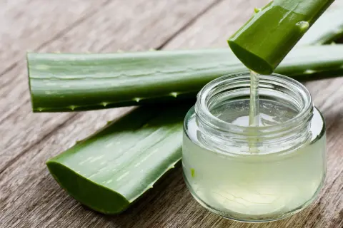 Świeży żel z aloesu kapie z liścia do słoiczka. Naturalny kosmetyk, aloes na rzęsy, gotowy do użycia.