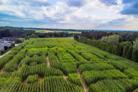 Luftaufnahme des Maislabyrinths in Witzhelden. Grüne Maisfelder schlängeln sich durch die Landschaft unter einem dramatischen Himmel.