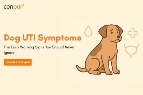 Sad dog illustration with text "Dog UTI Symptoms." Learn the early warning signs of a UTI in dogs to keep your furry friend healthy.