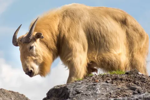 Un maestoso takin dorato, uno degli animali della Cina, si erge su una roccia con il cielo azzurro sullo sfondo.