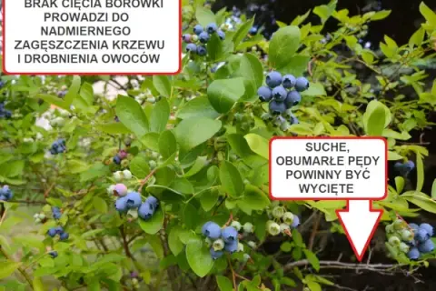 Jak przycinać borówkę amerykańską? Poradnik krok po kroku