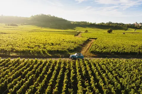 Ein blauer Oldtimer fährt auf der **route des grands crus** durch sonnenbeschienene Weinberge.