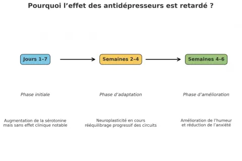 Schéma expliquant le délai d'action des antidépresseurs : phase initiale (Jours 1-7), phase d'adaptation (Semaines 2-4) et phase d'amélioration (Semaines 4-6). Les antidépresseurs ont changé ma vie.