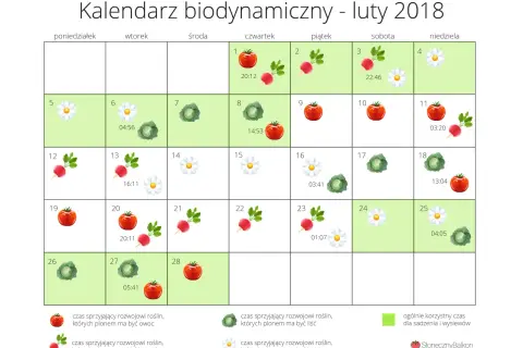Kiedy siać warzywa? Kalendarz siewu na cały rok porady Neli