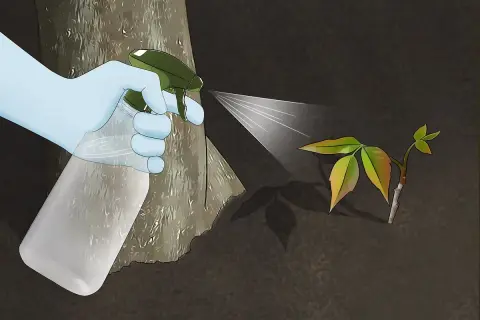 Gloved hand sprays a natural solution onto a young poison ivy plant, demonstrating how to kill poison ivy naturally.