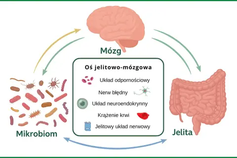SIBO a psychika: Jak jelita wpływają na Twój umysł?