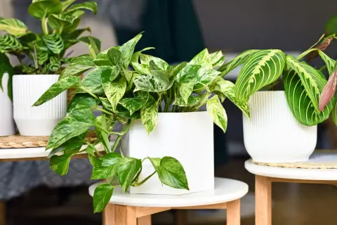 Plantes d'intérieur et d'extérieur aux feuilles vertes et panachées, dans des pots blancs modernes.