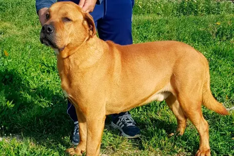 Un perro de raza ca de bou, de pelaje rojizo, posa en un campo verde.