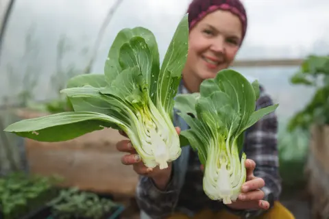 Glad odlare visar upp färsk pak choi i växthus.