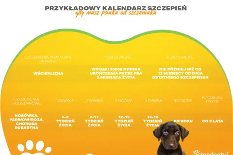 Kalendarz szczepień szczeniaka: podstawowe, wścieklizna, nosówka, parwowiroza. Zadbaj o zdrowie swojego pupila od pierwszych dni życia.