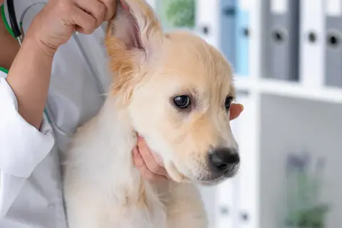 Tierarzt untersucht einen jungen Hund mit geschwollenem Ohr.