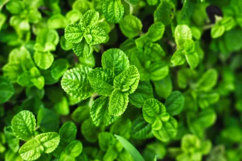 Zielona, soczysta mięta. Zastanawiasz się, czy miętę można mrozić? Tak, mrożenie to świetny sposób na zachowanie jej aromatu.