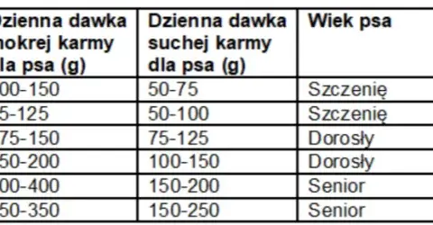 Ile karmy dla psa? Ekspert radzi: dawkowanie krok po kroku