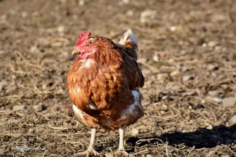 Ein braunes Huhn steht auf trockenem Boden. Es hat eine rote Kamm und eine weiße Schwanzfeder. Dieses leukose huhn sucht nach Futter.