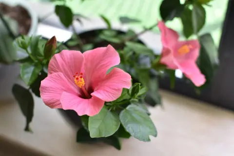 Jak przycinać hibiskusa ogrodowego, aby uniknąć błędów i cieszyć się kwitnieniem