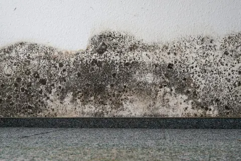 Muffa nera sui muri, un problema comune. Scopri come togliere la muffa dai muri e ripristinare la tua casa.