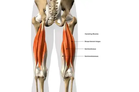 Anatomia mięśnia dwugłowego uda, pokazująca jego trzy części: biceps femoris longus, semitendinosus i semimembranosus.