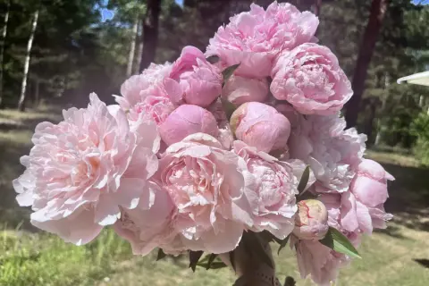 Piwonia Sarah Bernhardt w pełnym rozkwicie, jej delikatne, różowe płatki tworzą bujną kompozycję na tle zieleni.