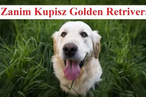 Golden retriever: czy to pies dla Ciebie? Sprawdź zanim kupisz!