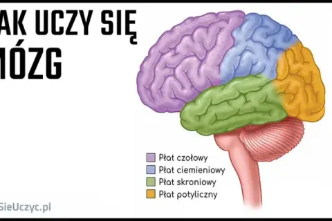 Anatomia: Jak uczyć się efektywnie? Sprawdzone metody i narzędzia