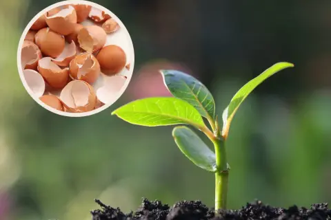 Skorupki jajek pod maliny - naturalny nawóz dla młodej rośliny.