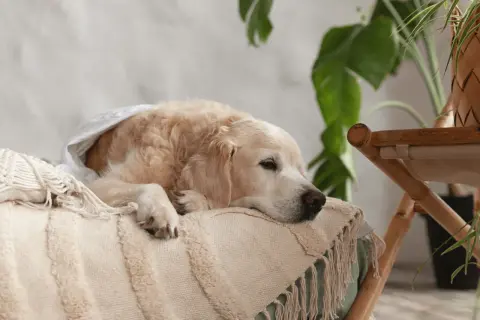 Un golden retriever se repose, emmitouflé dans une couverture. On entend le ventre de mon chien gargouiller, signe qu'il a bien mangé.