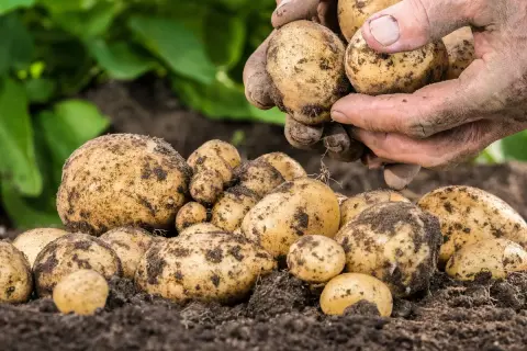 Ziemia oblepia świeżo wykopane bulwy ziemniaka. Dłonie zbieracza trzymają kilka z nich, gotowe do dalszej obróbki.