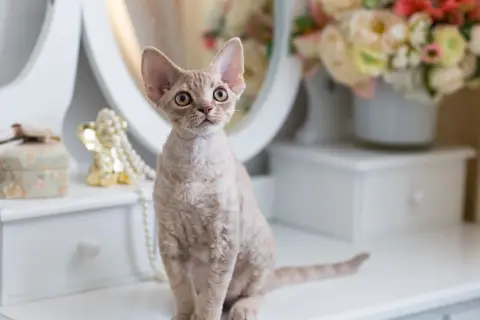 Umaszczenie Devon Rex: Kolory i wzory, które Cię zaskoczą