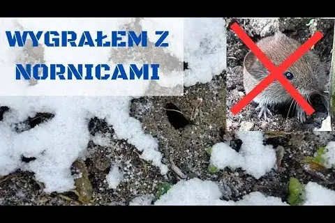 Jak pozbyć się nornic z ogrodu: 5 skutecznych i bezpiecznych metod