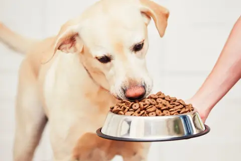 Labrador wącha miskę pełną karmy. Zastanawia się, ile pies trawi jedzenie, zanim dostanie kolejną porcję.