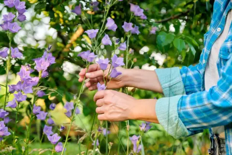Ręce pielęgnują dzwonki, przygotowując je do campanula zimowanie. Fioletowe kwiaty w letnim ogrodzie.