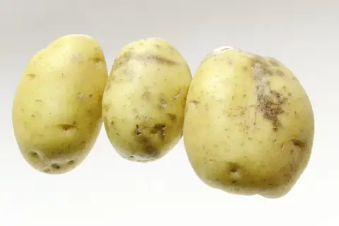 Trois pommes de terre à la peau jaune et tachetée, prêtes à être cuisinées.