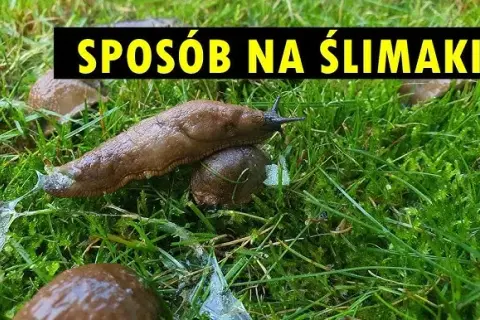 Jak zwalczyć ślimaki w ogrodzie? Skuteczne metody i porady