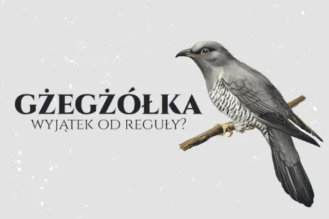 Jak się pisze gżegżółka? Uniknij najczęstszych błędów ortograficznych