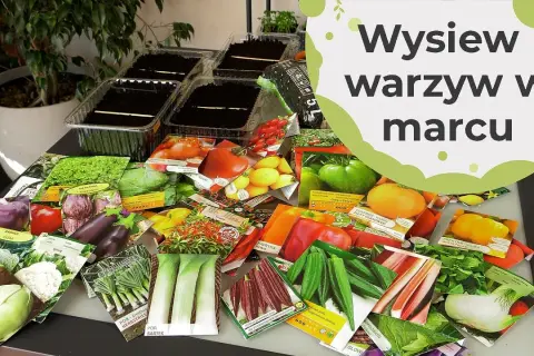 Jakie warzywa sadzimy w marcu? Oto najlepsze wybory na wiosnę