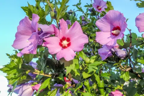 Hibiskus ogrodowy: Jak nawozić, by obsypał się kwiatami?