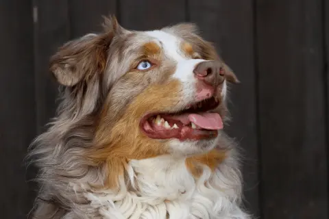 Ein **Australian Shepherd** mit leuchtend blauen Augen und rotem Fell, die Zunge hängt heraus.